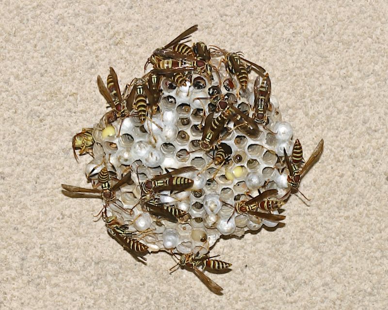 Polistes exclamans