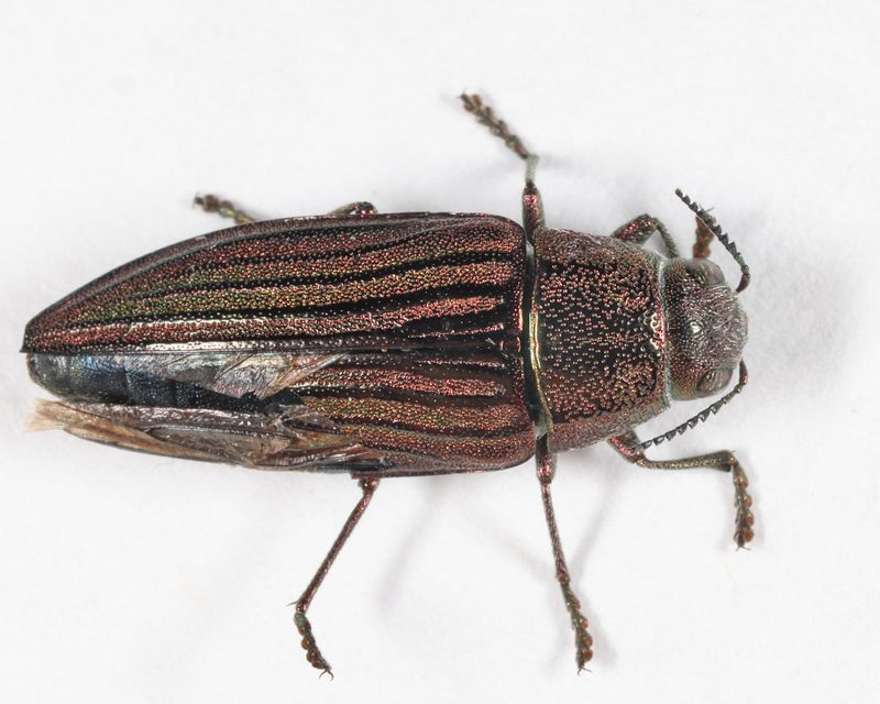 Buprestis striata