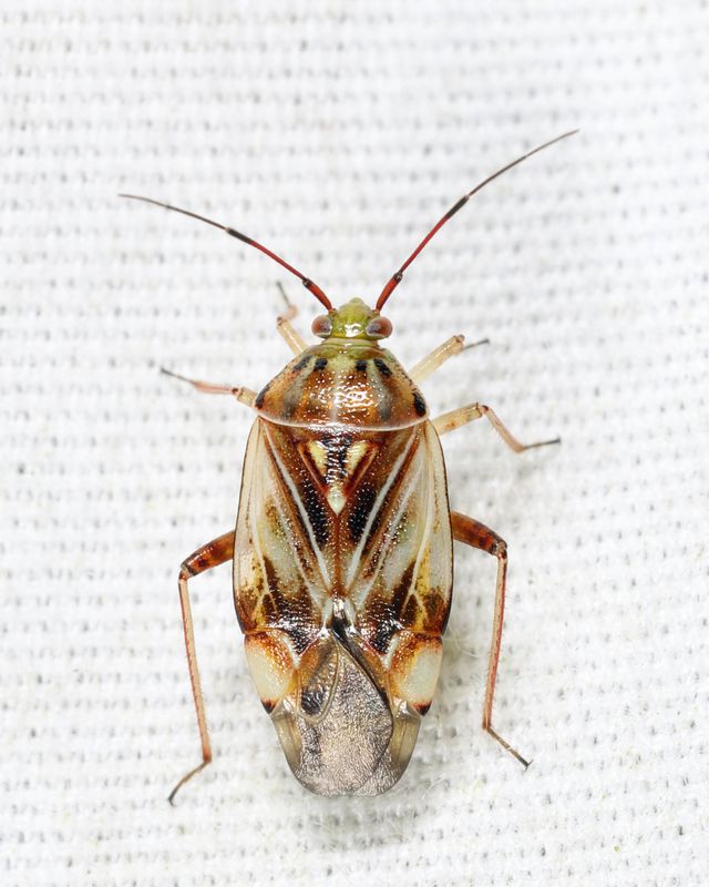 Lygus vanduzeei