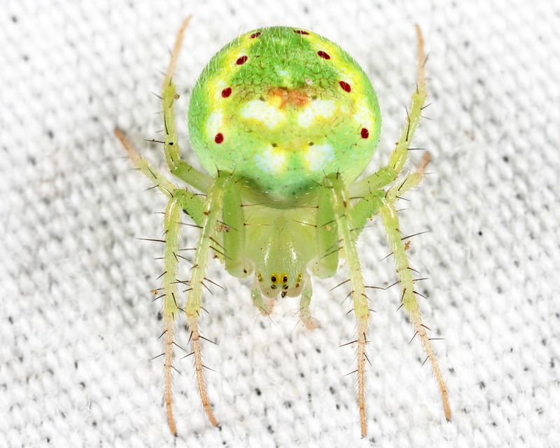 Araneus cingulatus