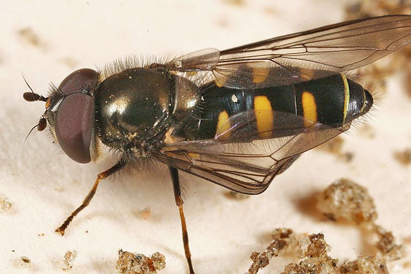 Melangyna labiatarum 