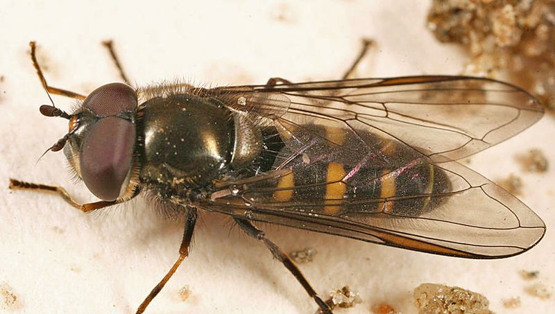 Melangyna labiatarum 