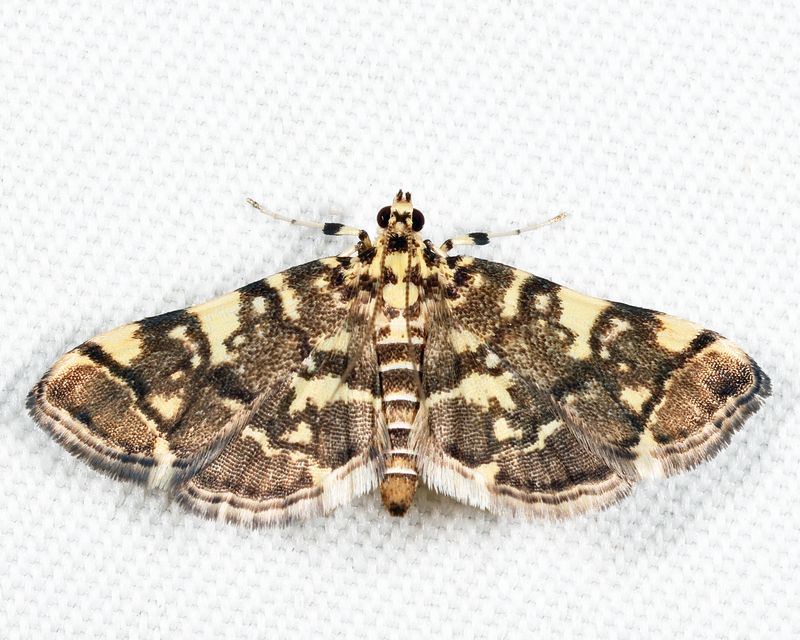 5177 -- Checkered Apogeshna Moth -- Apogeshna stenialis
