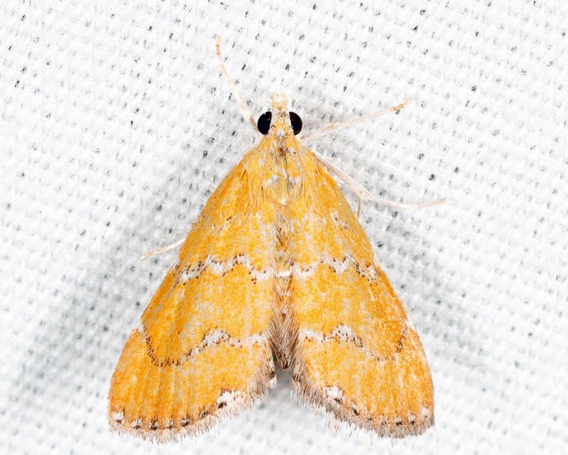 4879  Xanthophysa psychialis