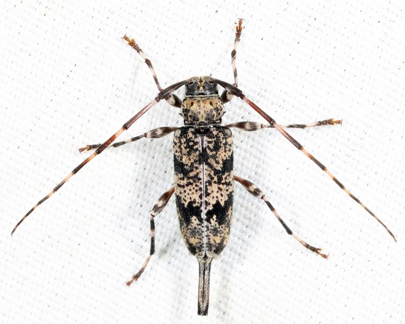 Graphisurus fasciatus (female)