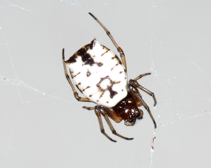 White Micrathena - Micrathena mitrata