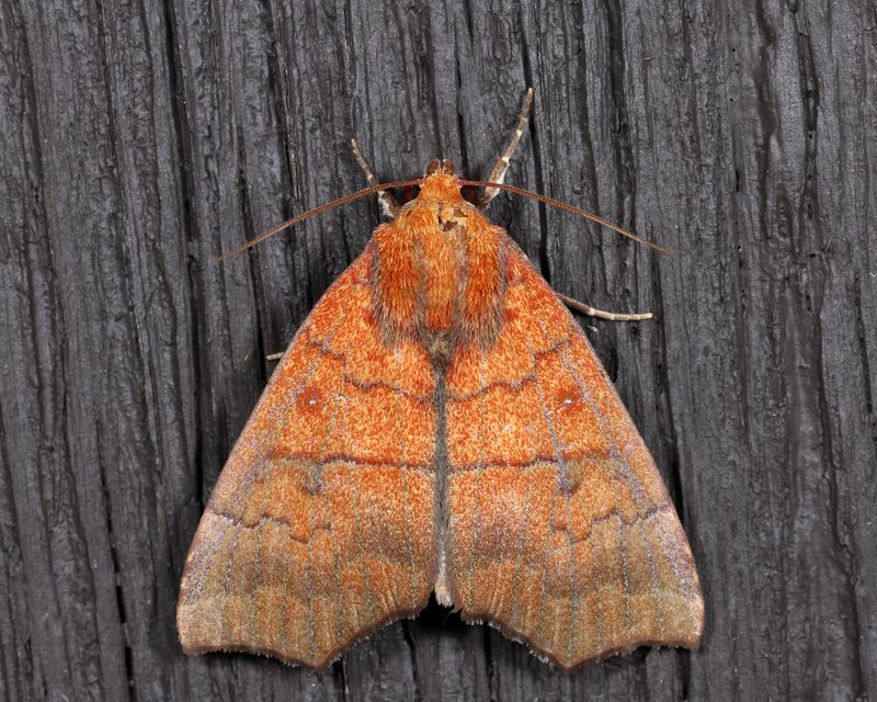 8547 - Hibiscus Leaf Caterpillar Moth - Anomis commoda