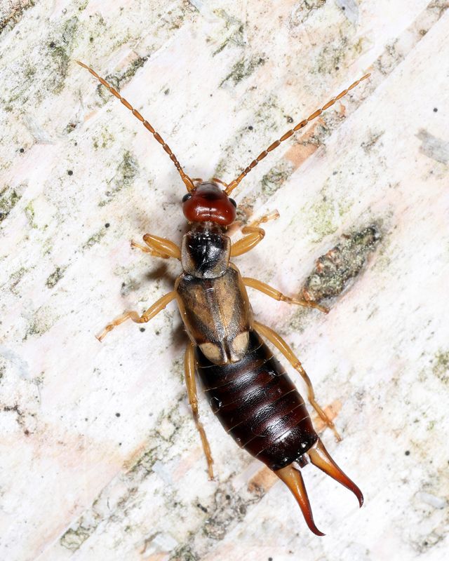 European Earwig - Forficula auricularia