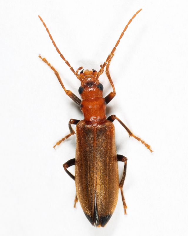 Wharf Borer - Nacerdes melanura