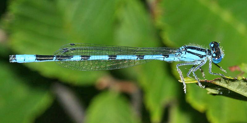 Marsh Bluet - Enallagma ebrium (male)