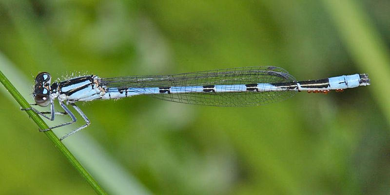 New England Bluet - Enallagma laterale