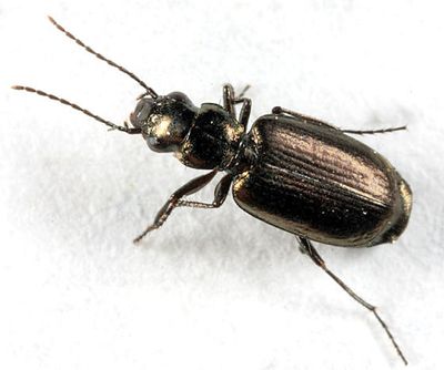 Apristus laticollis