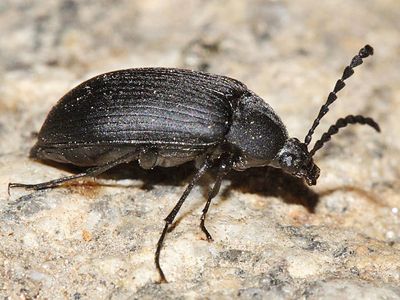 Pseudocistela pinguis