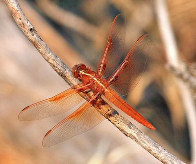 Flame Skimmer - Libellula saturata