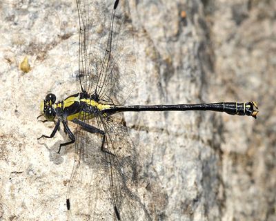 Grappletail - Octogomphus specularis