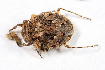 Gelastocoris oculatus