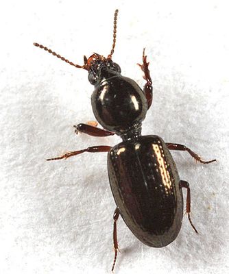 Dyschirius varidens