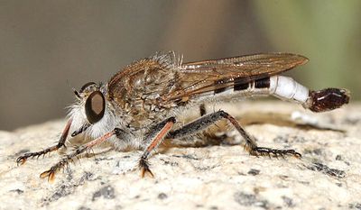 Efferia albibarbis