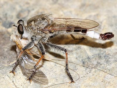 Efferia albibarbis