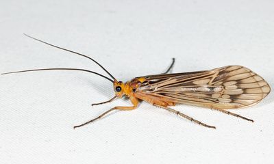 Hydatophylax argus