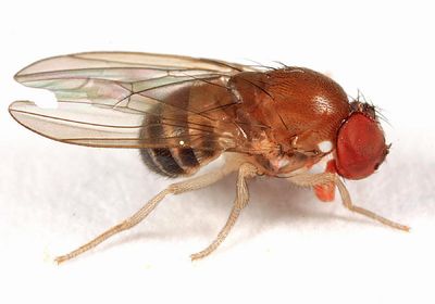 Amiota sp.