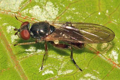 Sphegina sp.