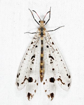 Dendroleon obsoletus