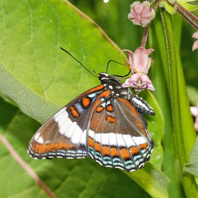 White Admiral - Limenitis arthemis