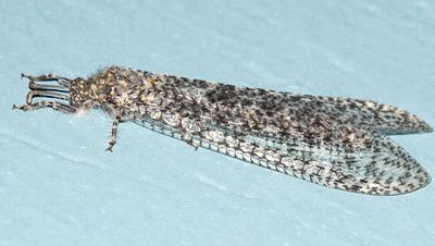 Paranthaclisis congener