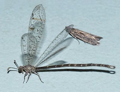 Antlion