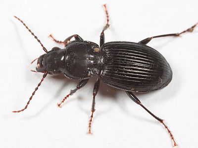 Pterostichus stygicus (variant)