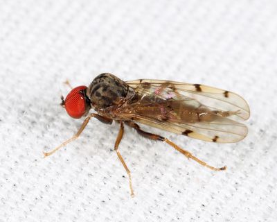 Hybotid Dance Flies - Hybotidae