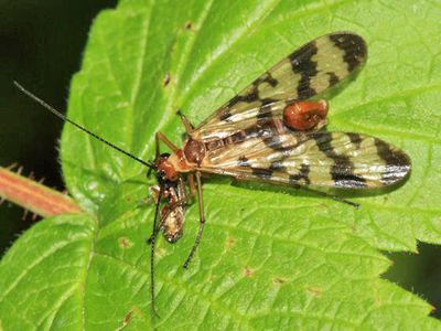 Panorpa mirabilis