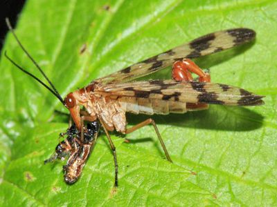 Panorpa mirabilis
