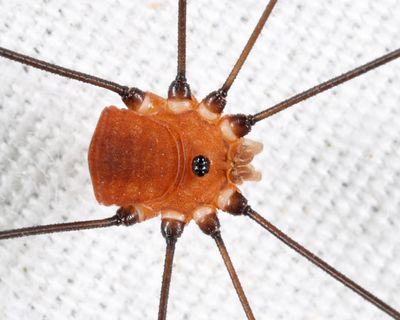 Leiobunum aldrichi