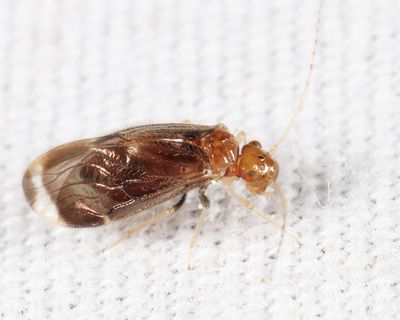 Polypsocus corruptus