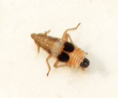 Tumidagena minuta