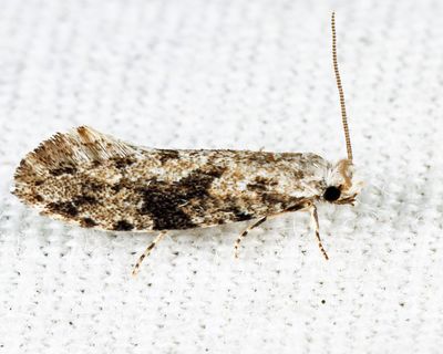 0266 - European Grain Moth - Nemapogon interstitiella