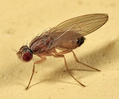 Scaptomyza pallida