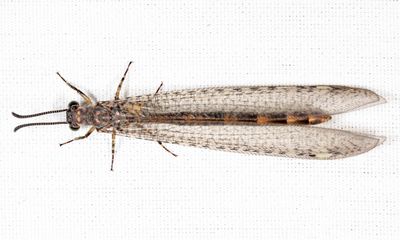 Myrmeleon immaculatus
