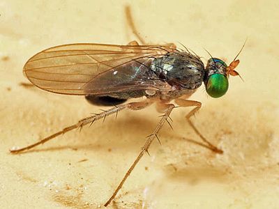 Gymnopternus pseudodebilis