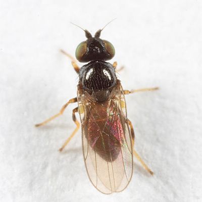 Rhopalopterum sp.