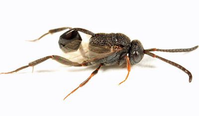 Ensign Wasps - Evaniidae