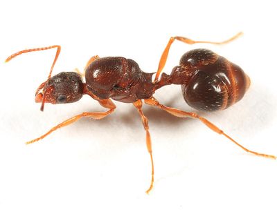 Ants genus Aphaenogaster