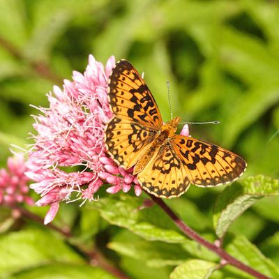 Silver-bordered Fritillary - Boloria selene