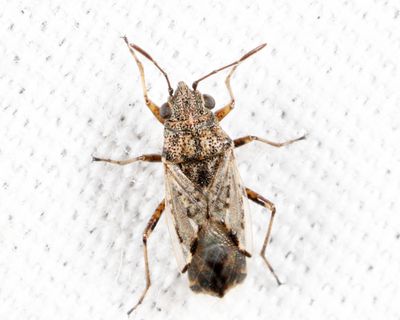 Seed Bug