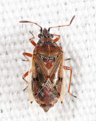 Birch Catkin Bug - Kleidocerys resedae