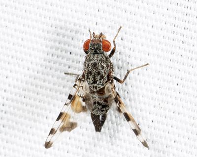 Pseudotephritis vau