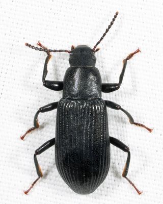 Xylopinus saperdoides