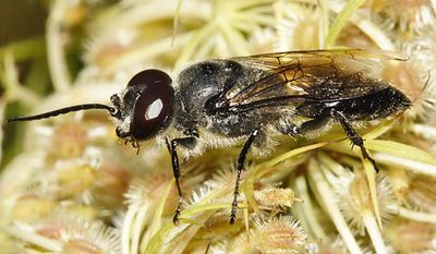 Astata unicolor